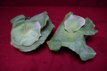 Load image into Gallery viewer, Platycerium Grande
