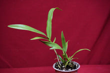 Load image into Gallery viewer, Epidendrum Sunbelt's Gossamer Star NBS