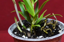 Load image into Gallery viewer, Epidendrum Sunbelt's Gossamer Star NBS