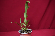 Load image into Gallery viewer, Epidendrum Sunbelt's Gossamer Star NBS