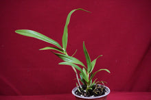 Load image into Gallery viewer, Epidendrum Sunbelt's Gossamer Star NBS