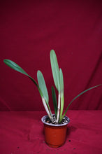 Load image into Gallery viewer, B. Nodosa X Rlc. Donna Kimura NBS