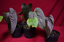Load image into Gallery viewer, Anthurium Queen of Hearts