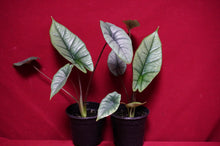Load image into Gallery viewer, Alocasia Platinum