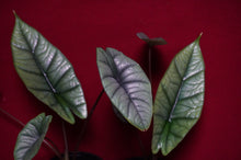 Load image into Gallery viewer, Alocasia Platinum