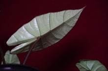 Load image into Gallery viewer, Alocasia Platinum