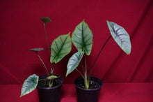Load image into Gallery viewer, Alocasia Platinum