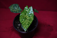 Load image into Gallery viewer, Alocasia Shattered Glass