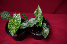 Load image into Gallery viewer, Alocasia Shattered Glass