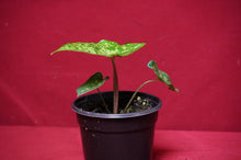 Load image into Gallery viewer, Alocasia Shattered Glass