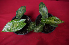 Load image into Gallery viewer, Alocasia Shattered Glass