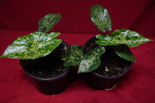 Load image into Gallery viewer, Alocasia Shattered Glass