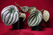 Load image into Gallery viewer, Watermelon Peperomia