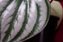 Load image into Gallery viewer, Watermelon Peperomia