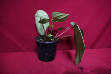 Load image into Gallery viewer, Watermelon Peperomia