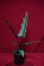 Load image into Gallery viewer, Alocasia Lauterbachiana