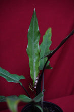 Load image into Gallery viewer, Alocasia Lauterbachiana