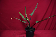 Load image into Gallery viewer, Alocasia Lauterbachiana