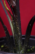 Load image into Gallery viewer, Alocasia Lauterbachiana
