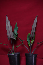 Load image into Gallery viewer, Alocasia Lauterbachiana