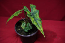 Load image into Gallery viewer, Alocasia Jacklyn