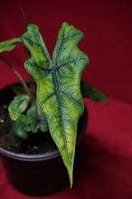 Load image into Gallery viewer, Alocasia Jacklyn