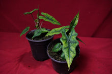 Load image into Gallery viewer, Alocasia Jacklyn