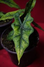 Load image into Gallery viewer, Alocasia Jacklyn