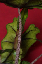 Load image into Gallery viewer, Alocasia Jacklyn