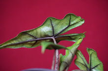 Load image into Gallery viewer, Alocasia Jacklyn