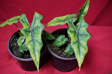 Load image into Gallery viewer, Alocasia Jacklyn