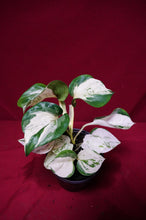 Load image into Gallery viewer, Pothos Happy Leaf