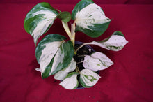 Load image into Gallery viewer, Pothos Happy Leaf