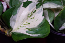 Load image into Gallery viewer, Pothos Happy Leaf