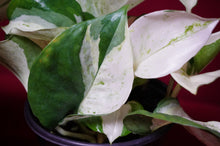 Load image into Gallery viewer, Pothos Happy Leaf