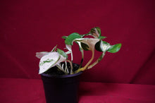 Load image into Gallery viewer, Pothos Happy Leaf