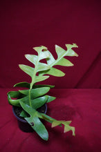 Load image into Gallery viewer, Shark Tooth Cactus