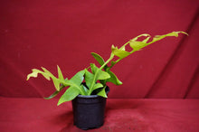 Load image into Gallery viewer, Shark Tooth Cactus