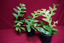 Load image into Gallery viewer, Shark Tooth Cactus