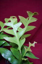 Load image into Gallery viewer, Shark Tooth Cactus