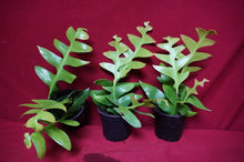 Load image into Gallery viewer, Shark Tooth Cactus