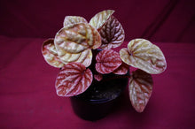Load image into Gallery viewer, Peperomia Caperata Quito