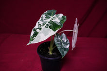 Load image into Gallery viewer, Alocasia Frydek Variegated