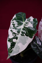 Load image into Gallery viewer, Alocasia Frydek Variegated