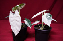 Load image into Gallery viewer, Alocasia Frydek Variegated