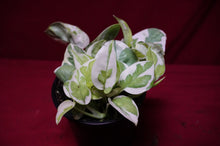 Load image into Gallery viewer, Pothos Pearls and Jade