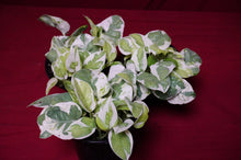 Load image into Gallery viewer, Pothos Pearls and Jade
