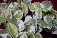 Load image into Gallery viewer, Pothos Pearls and Jade