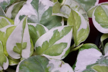 Load image into Gallery viewer, Pothos Pearls and Jade