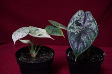 Load image into Gallery viewer, Alocasia Dragon Scale Mint Variegated